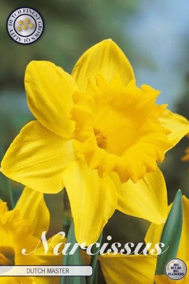 Narciss Dutchmaster 15-pakning